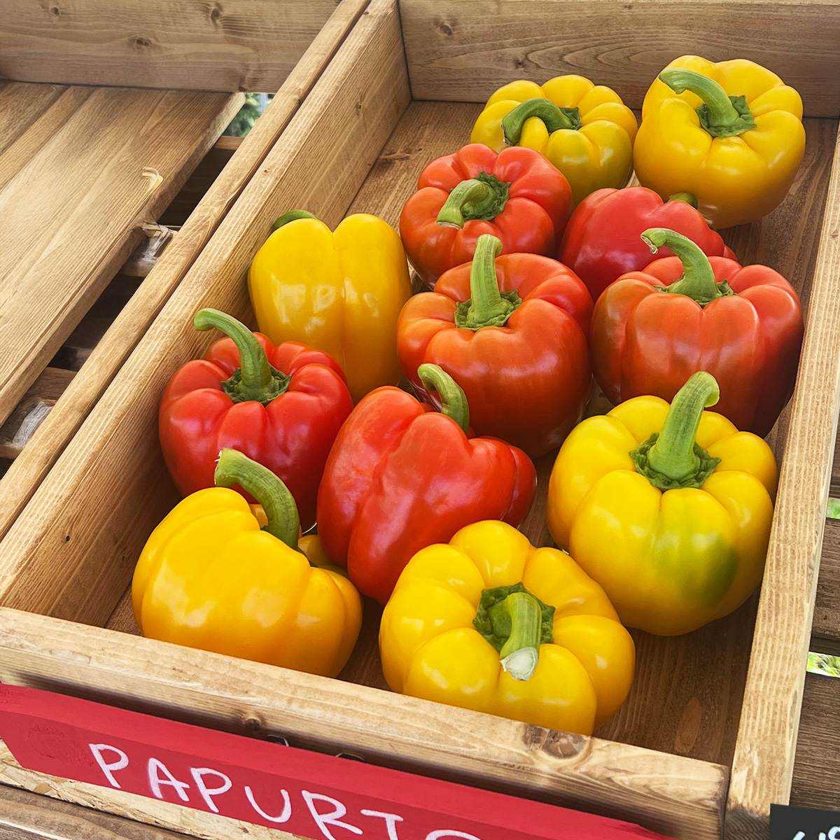 赤のパプリカ01 赤のパプリカ01