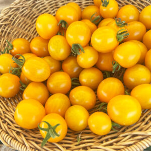 プレミアムトマト_キキ_FUKU01