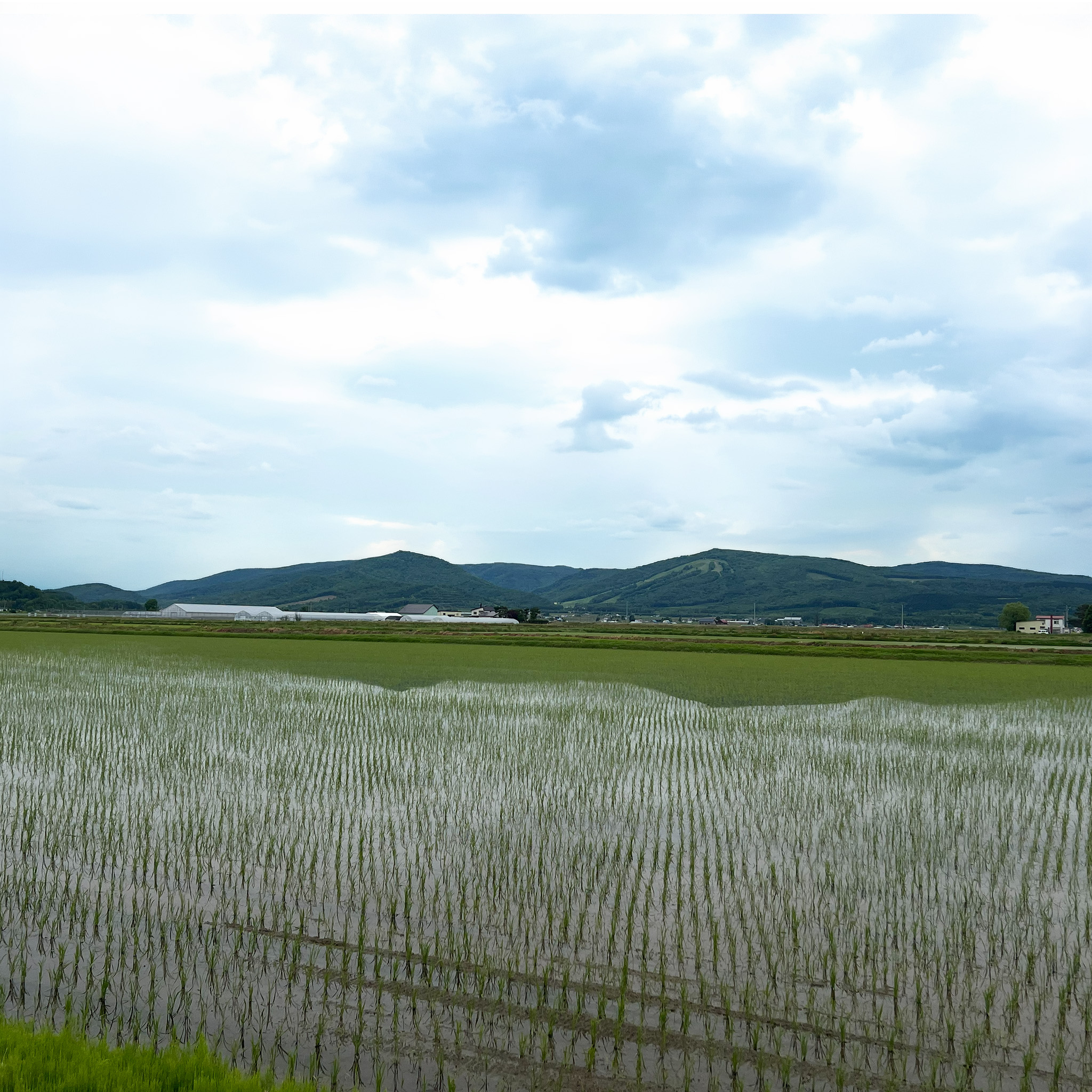 お米定期便 北海道の田んぼ